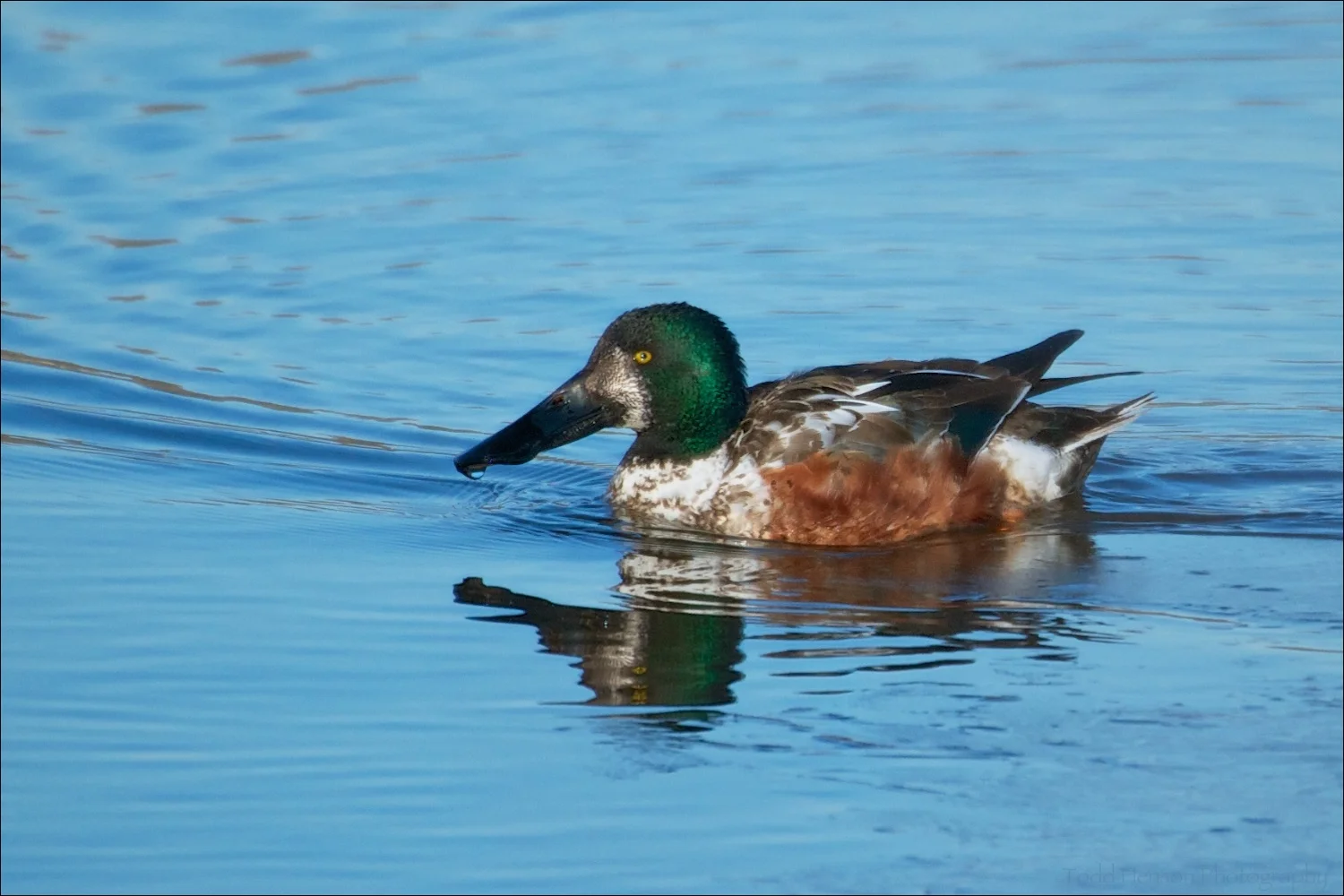 Male Northern Shoveler in what appears to be a transitional plumage from non-breeding to breeding