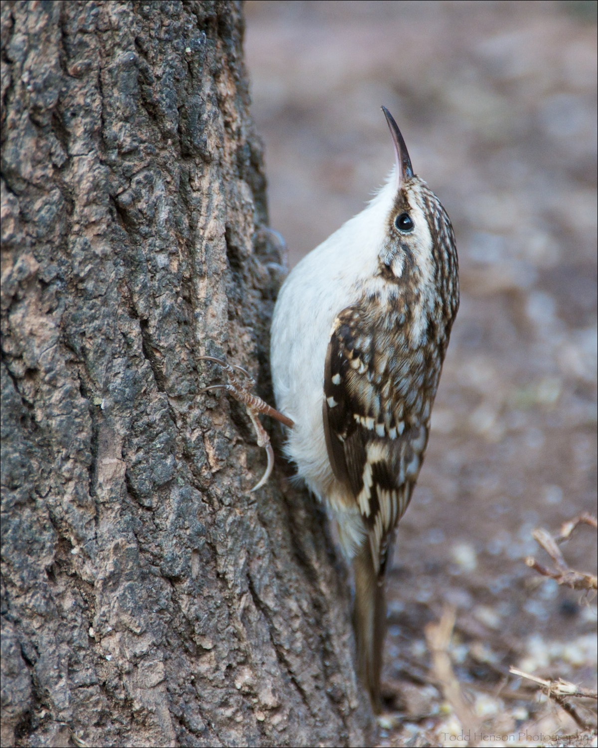 Brown Creeper seen from the side. The white underside makes it easier to see. Notice the curved bill.