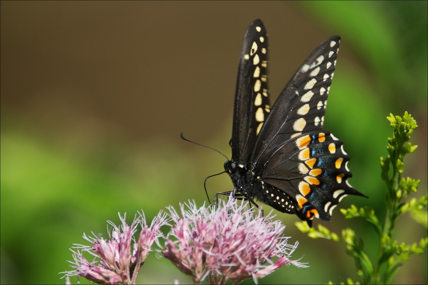 Black Swallowtail butterfly