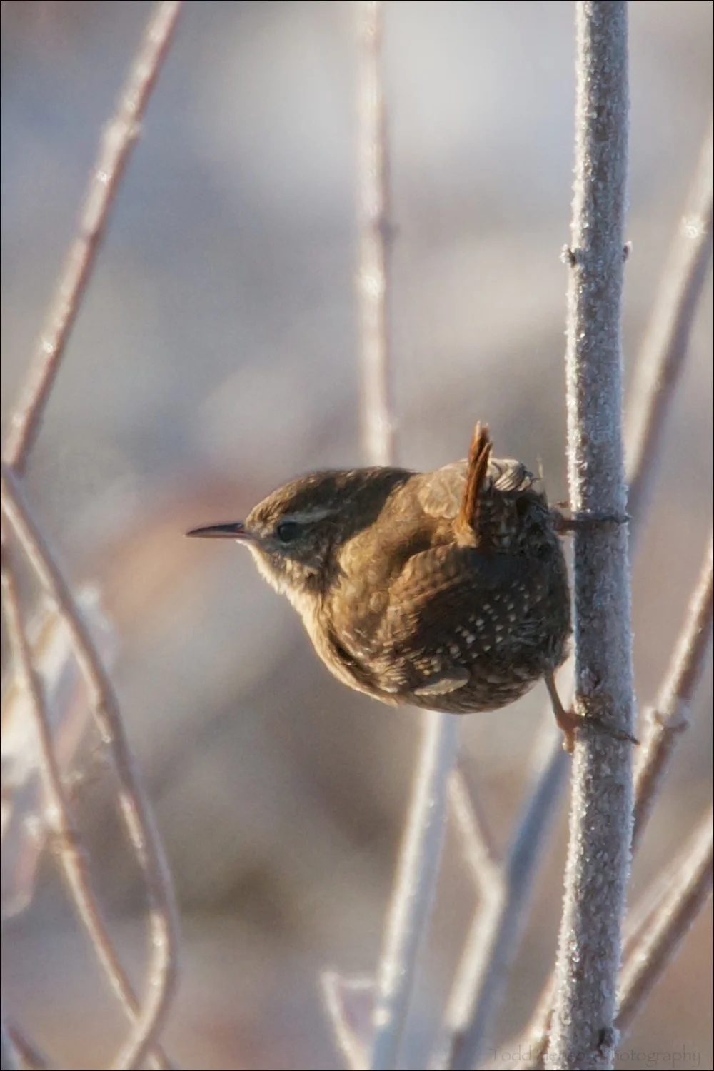 Low quality image of a Winter Wren. Notice the frost on the plants.