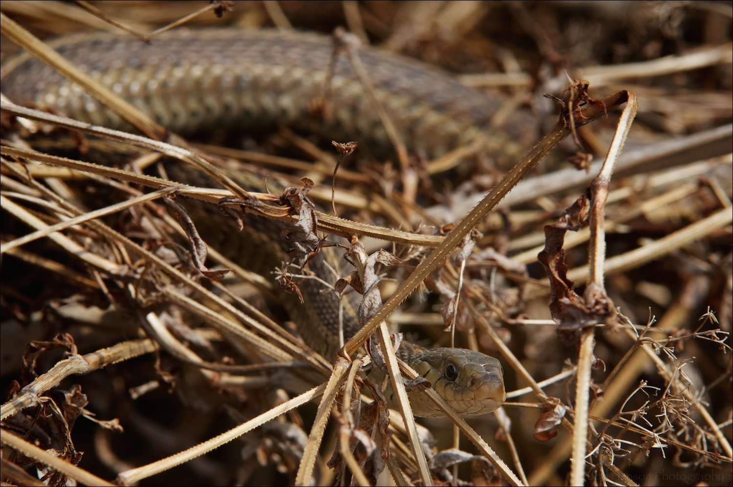 Eastern Gartersnake on top of brush in wetlands, early March.