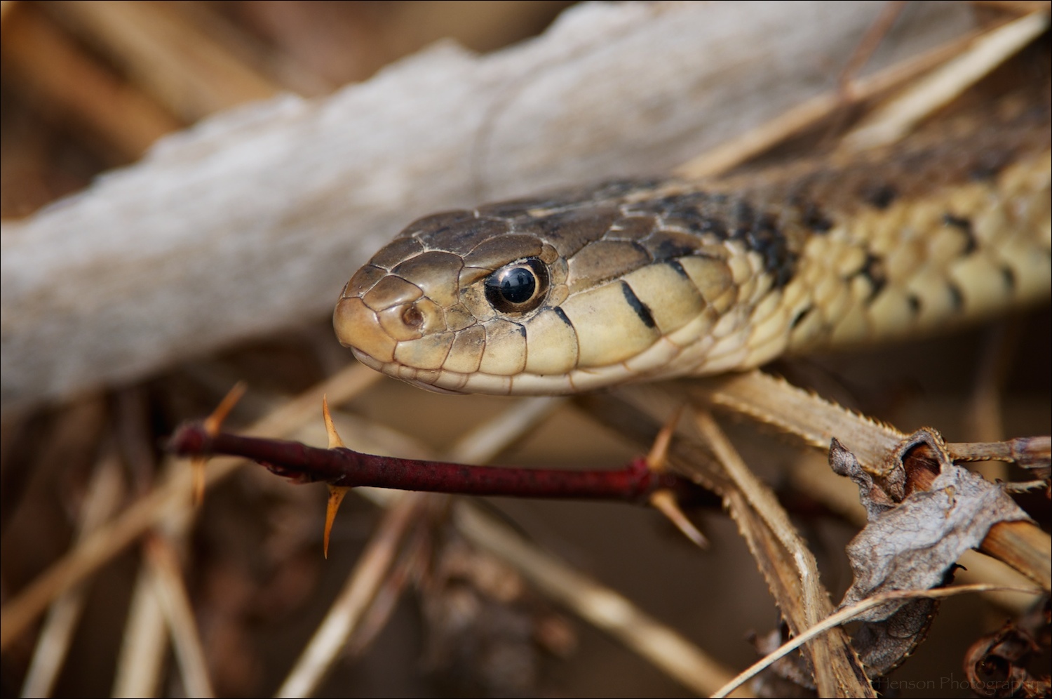 Closeup of head of Eastern Gartersnake.