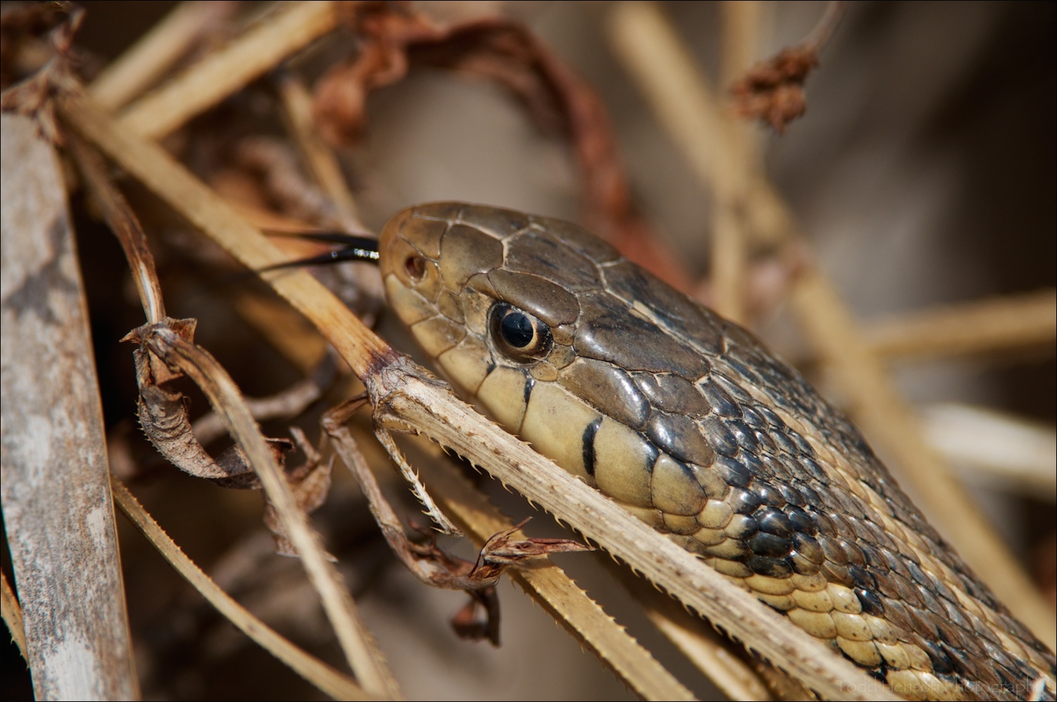 Eastern Gartersnake showing forked tongue.
