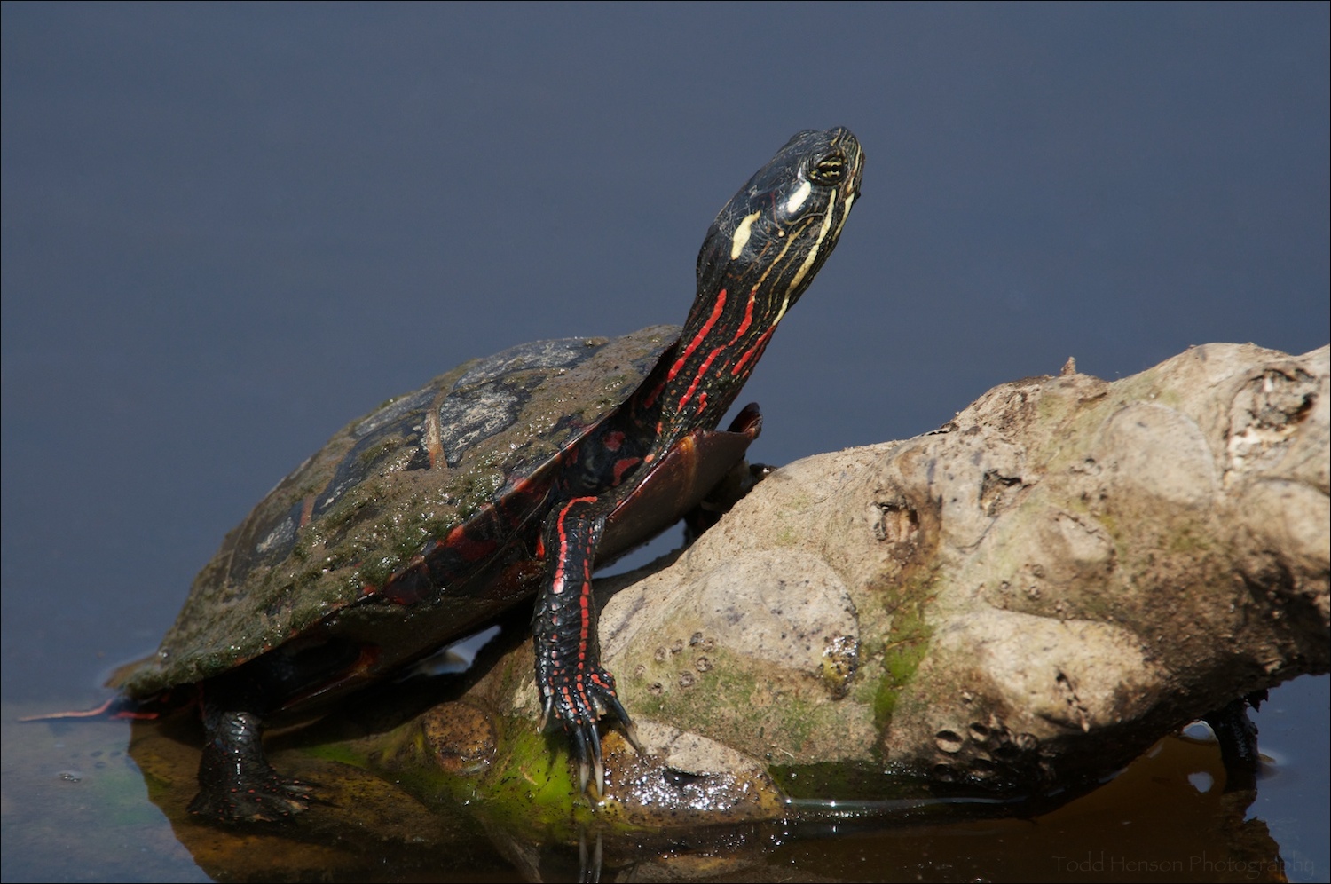 Eastern Painted Turtle