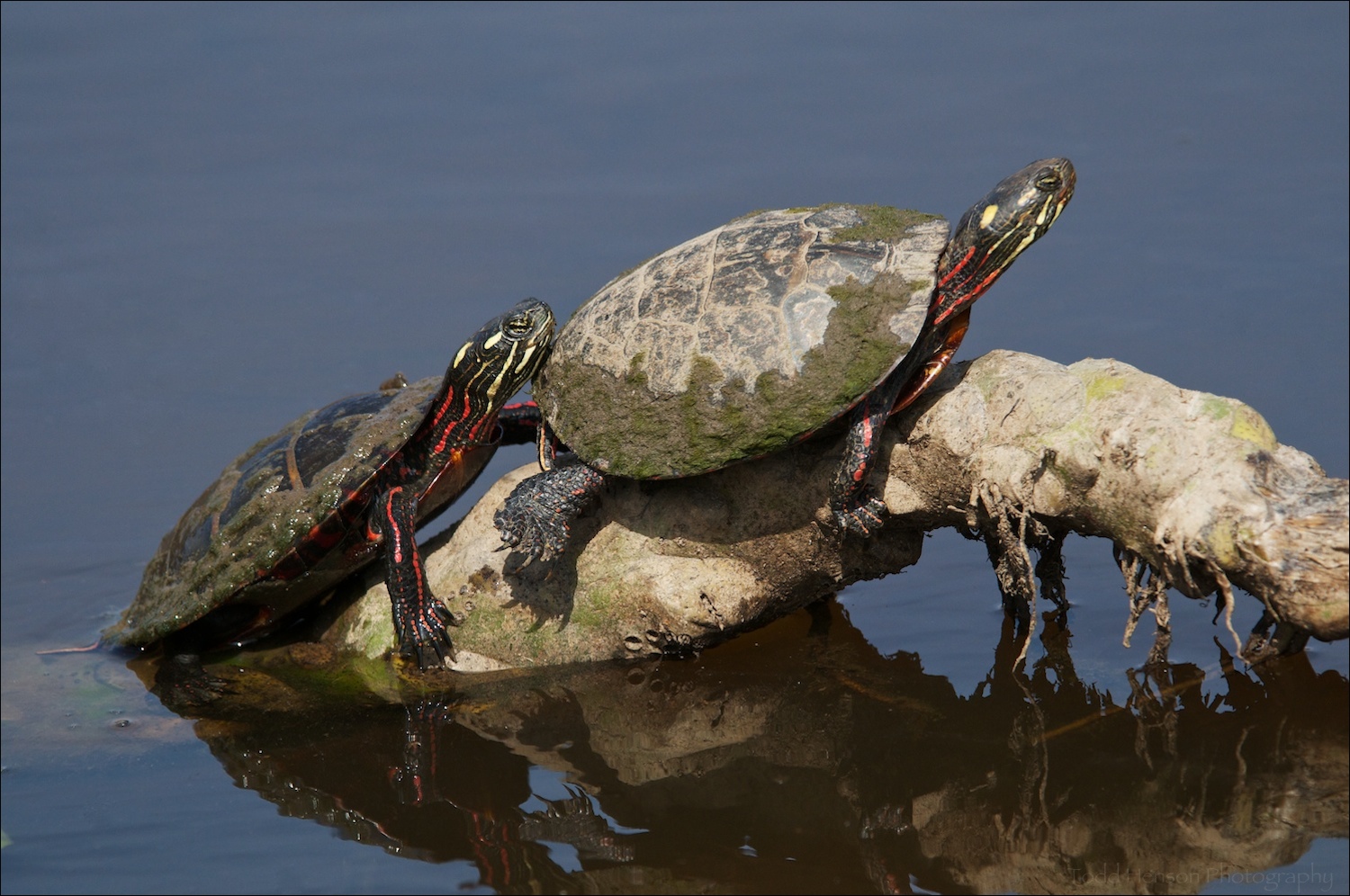 Pair of Eastern Painted Turtle sunning themselves.