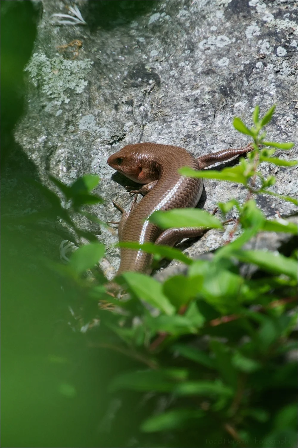 Slightly obscured Broad-headed Skink. This one didn't stick around long enough to get any better photos.