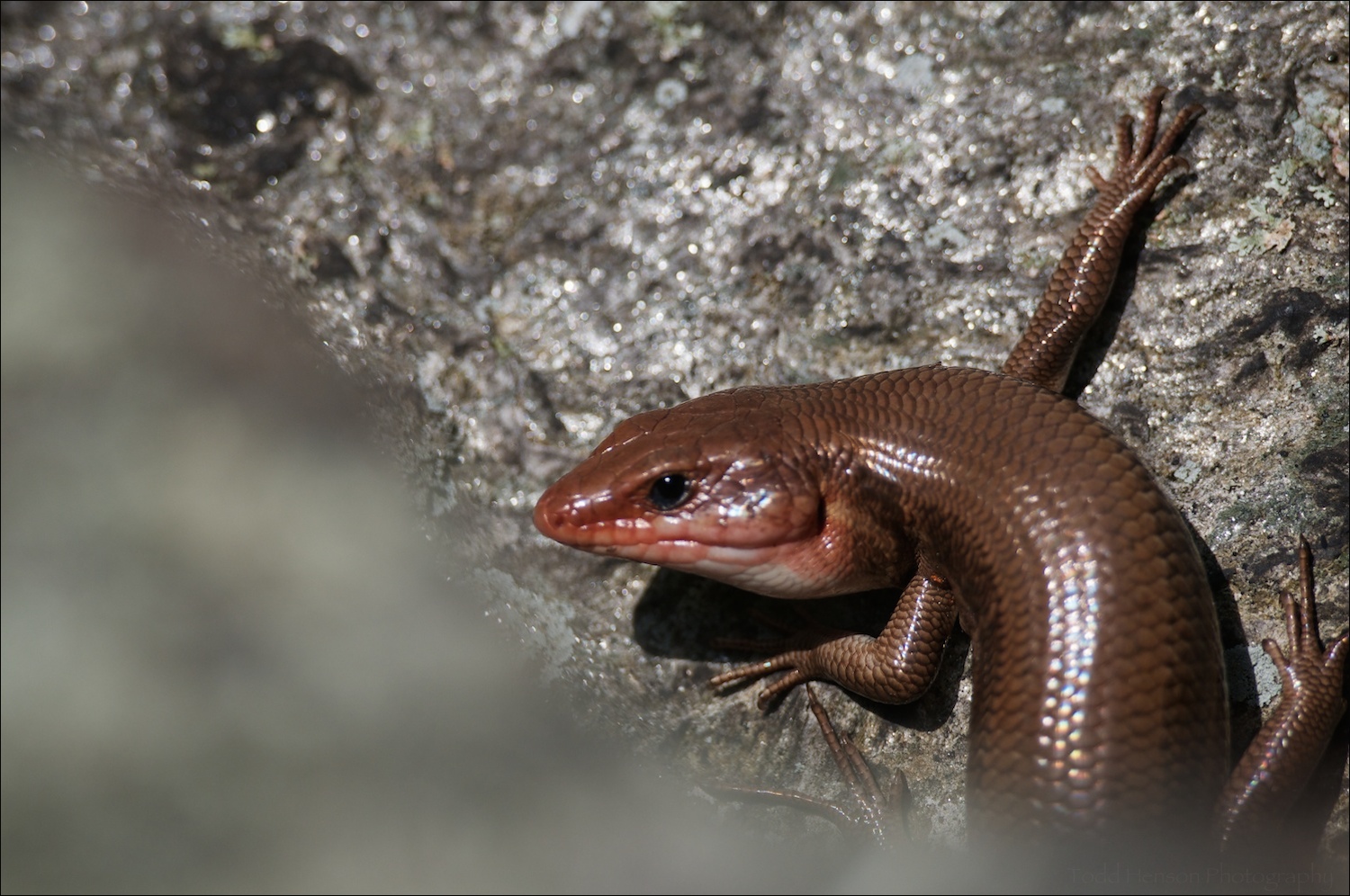 Closer view of the head of a Broad-headed Skink. I missed the focus a bit with this photo.