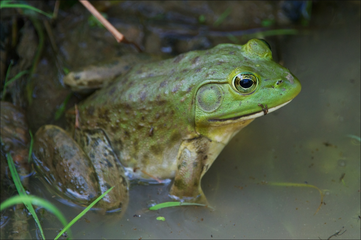 American Bullfrog