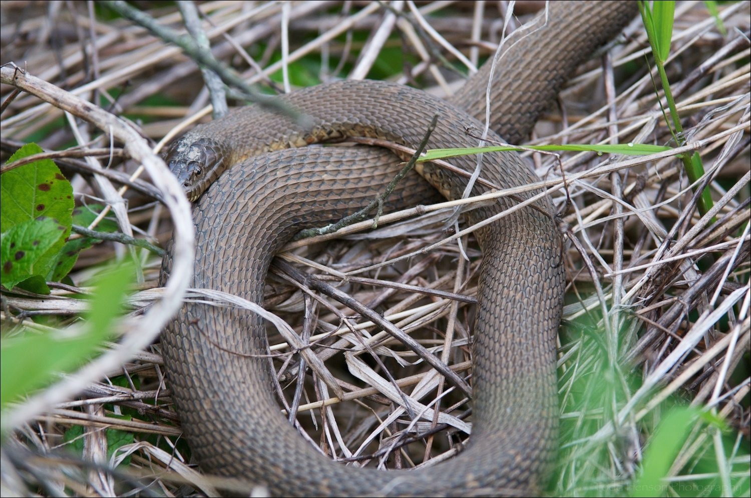 Partially obscured Northern Watersnake.