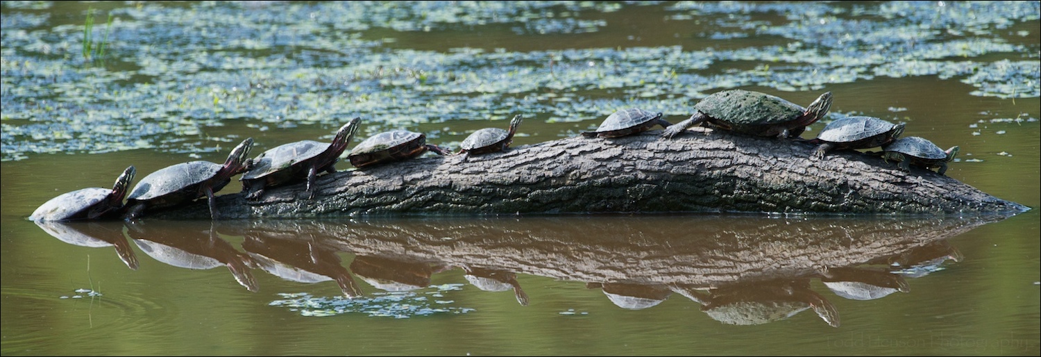 Group of Eastern Painted Turtles sunning themselves on a partially submerged branch.