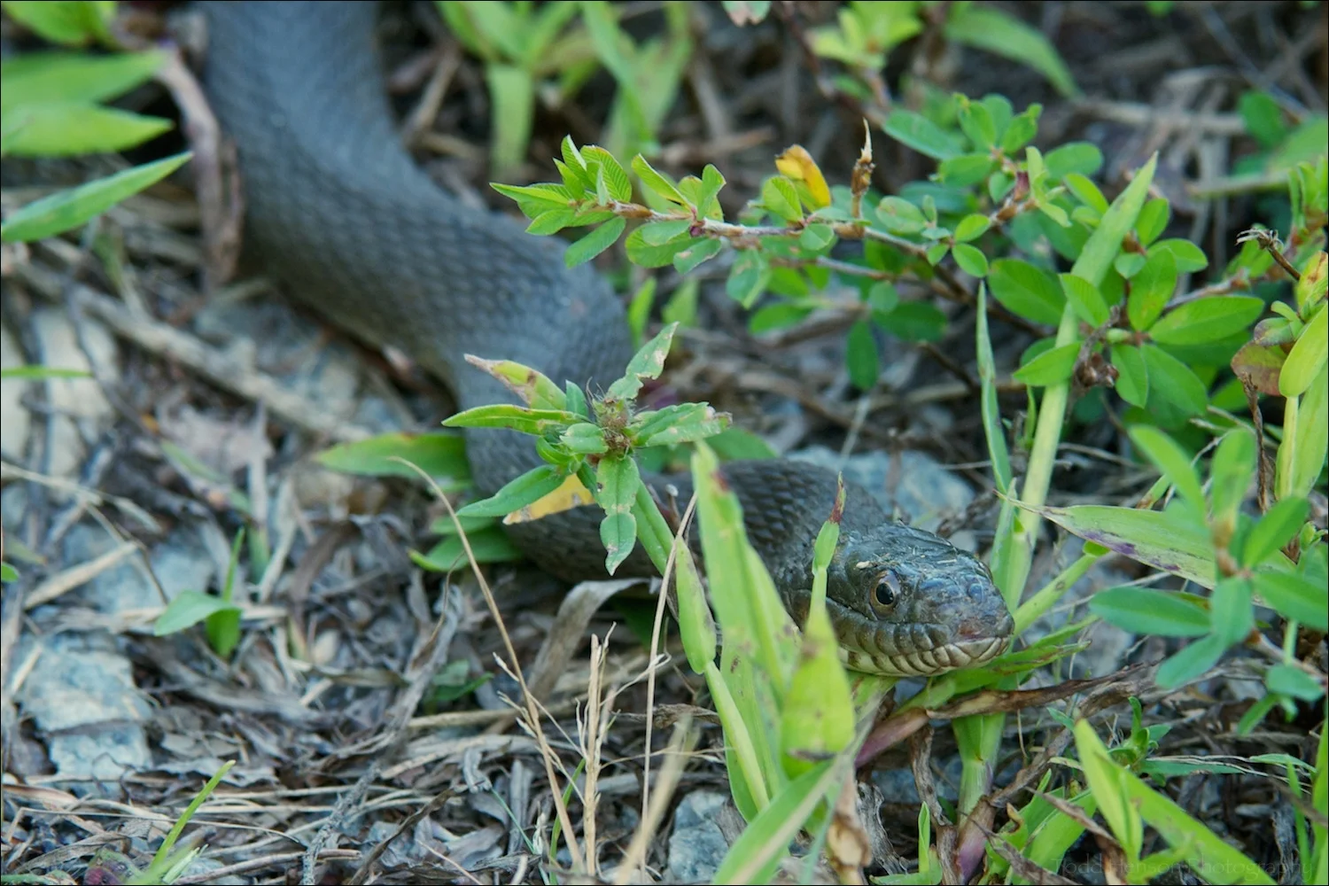 Northern Watersnake on trail just off wetlands.