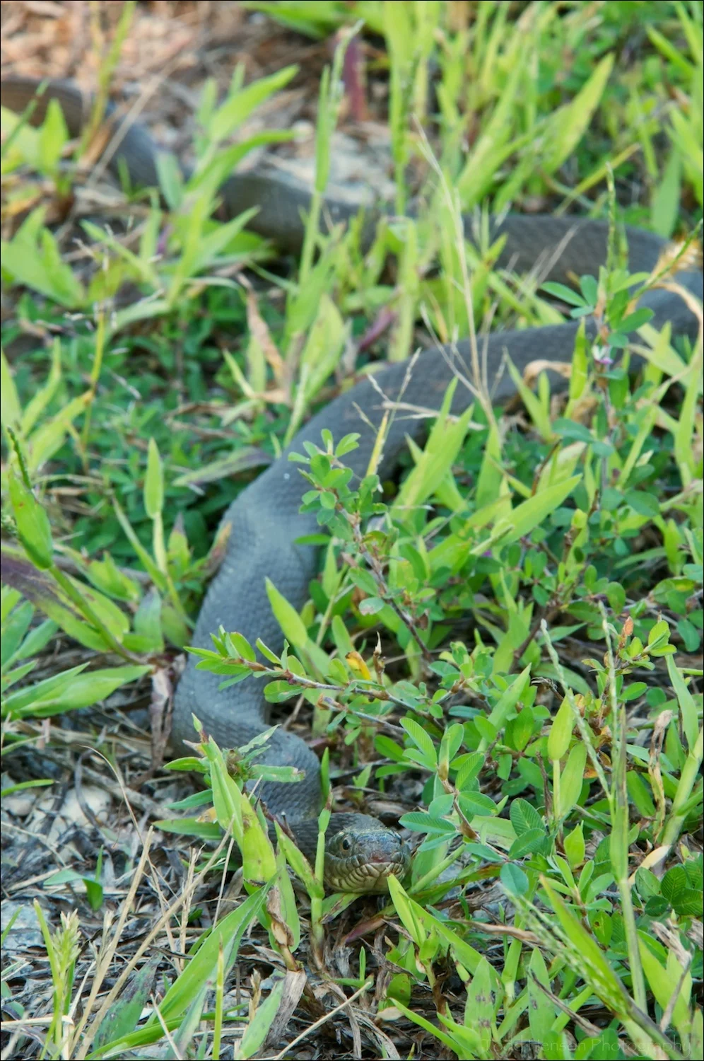 Northern Watersnake on trail just off wetlands. This snake was probably around 4 ft in length, perhaps a little longer.