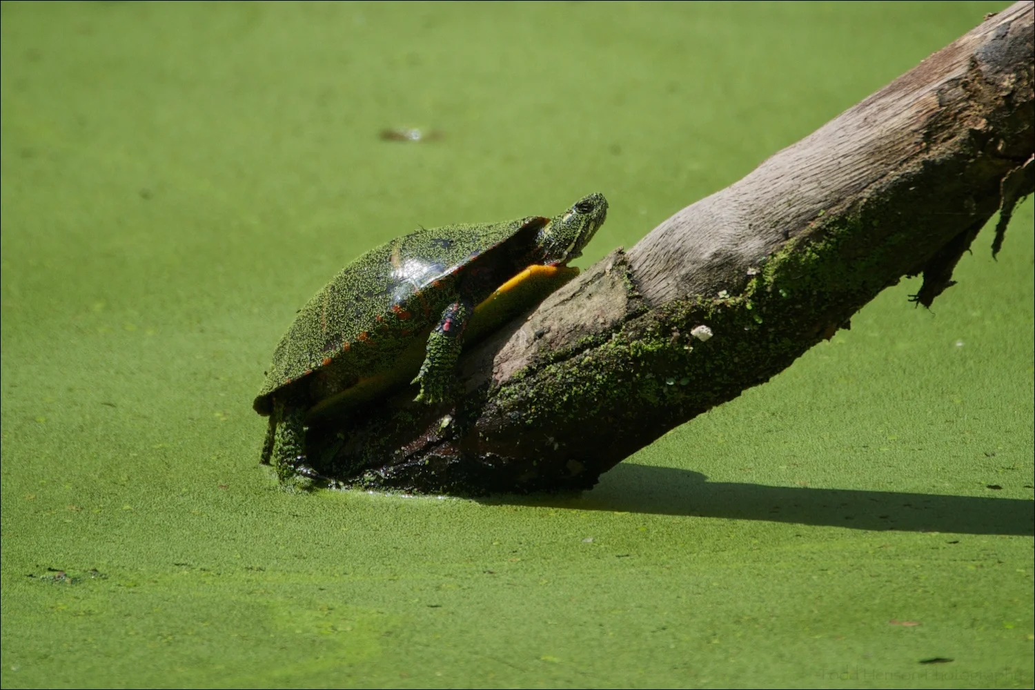 Eastern Painted Turtle in green pond.