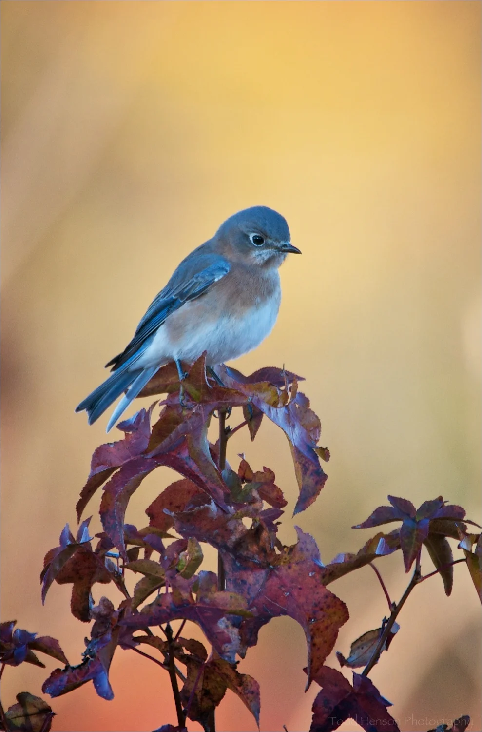 Male Eastern Bluebird in soft morning light
