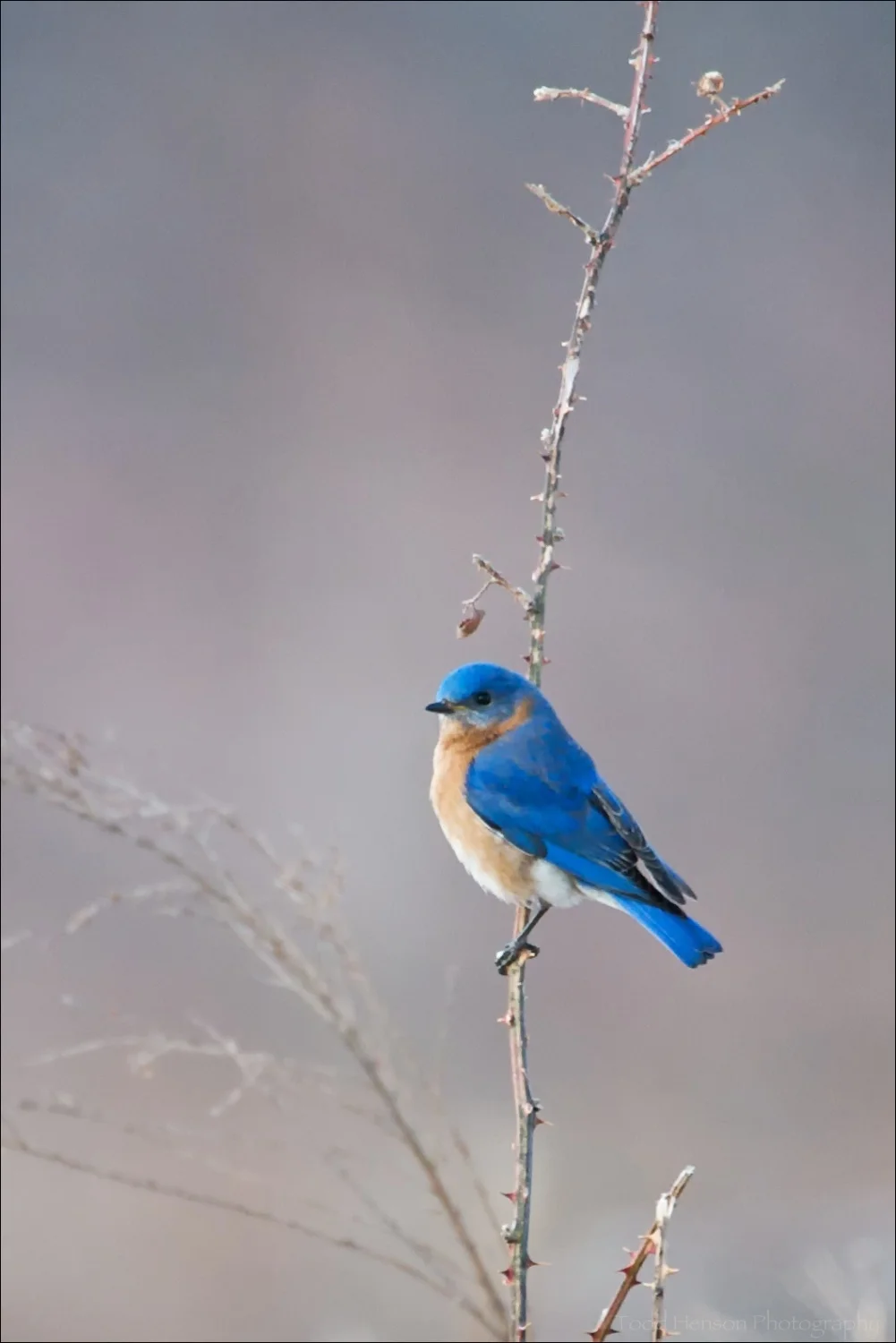 Male Eastern Bluebird perched in field