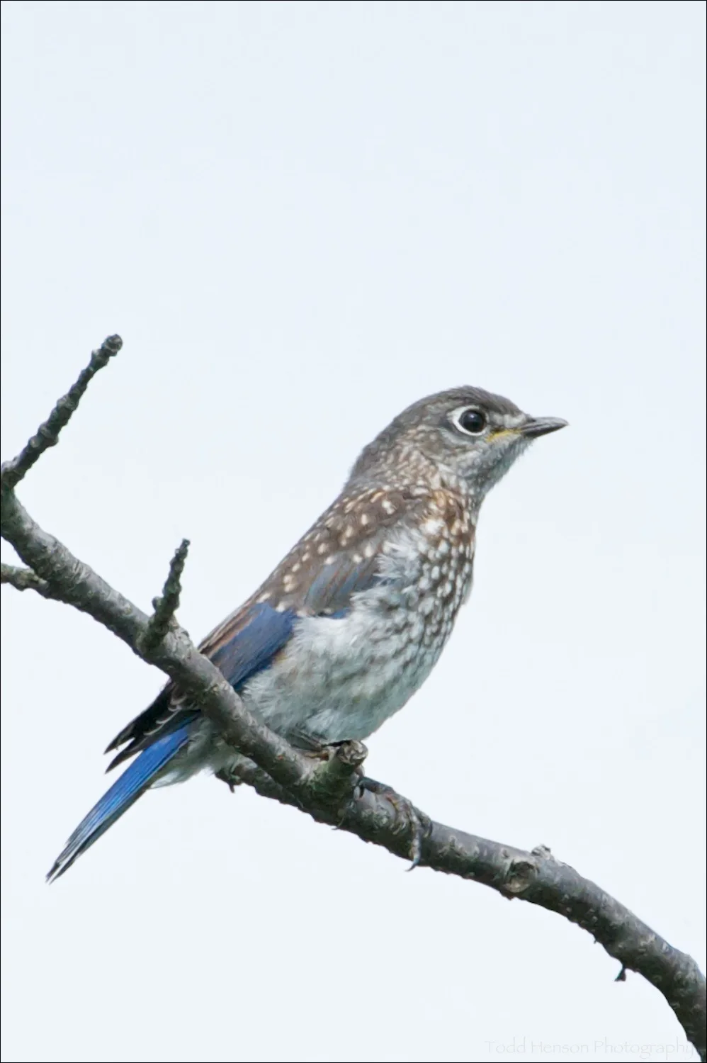 Juvenile Eastern Bluebird in tree