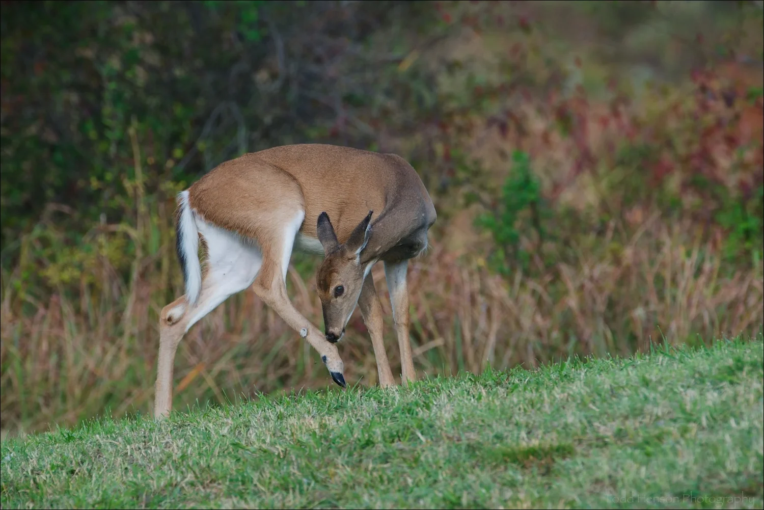 White-tailed deer at the edge of a mowed field