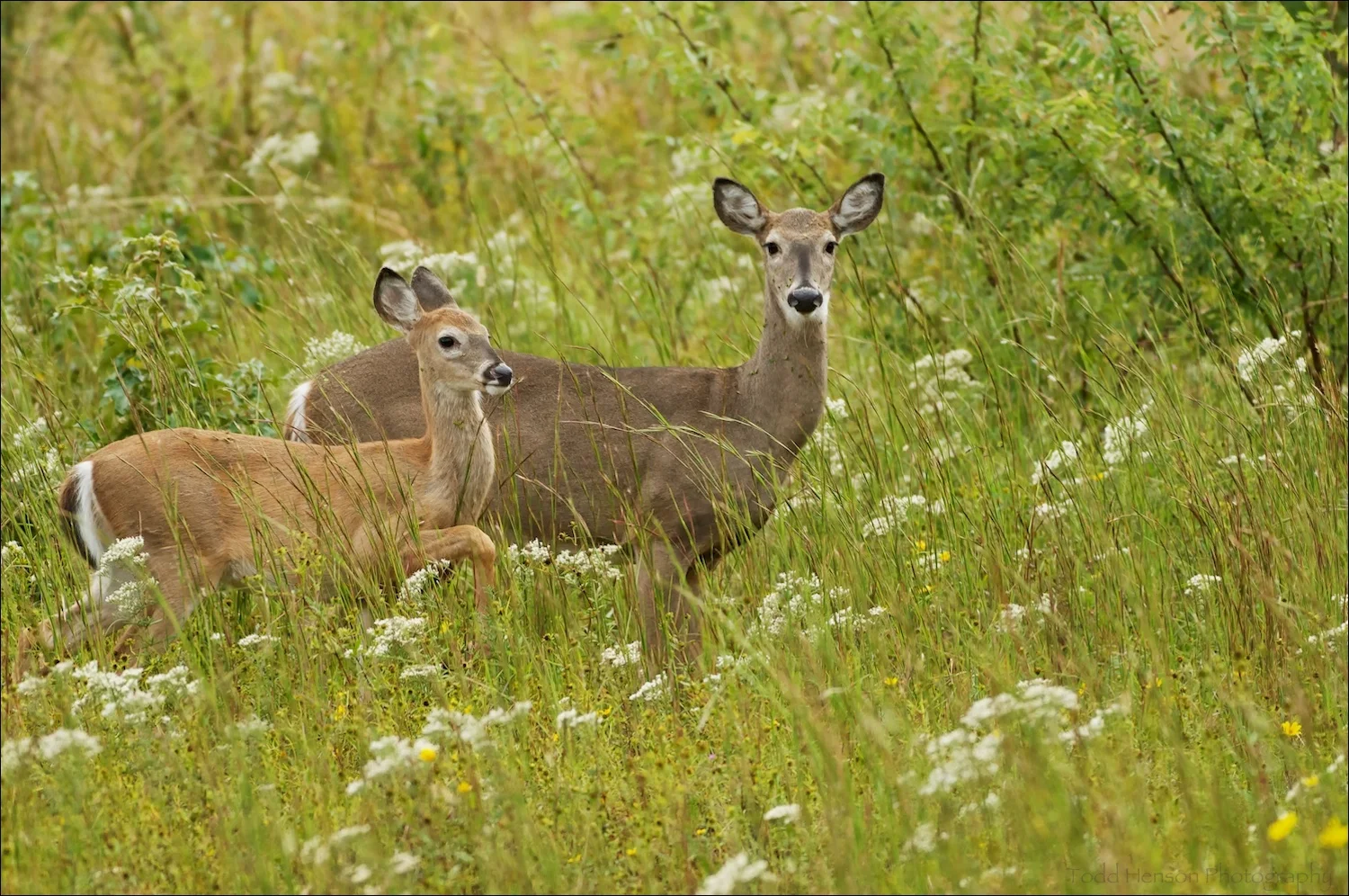 Pair of white-tailed deer in field. They came very close before they noticed me.