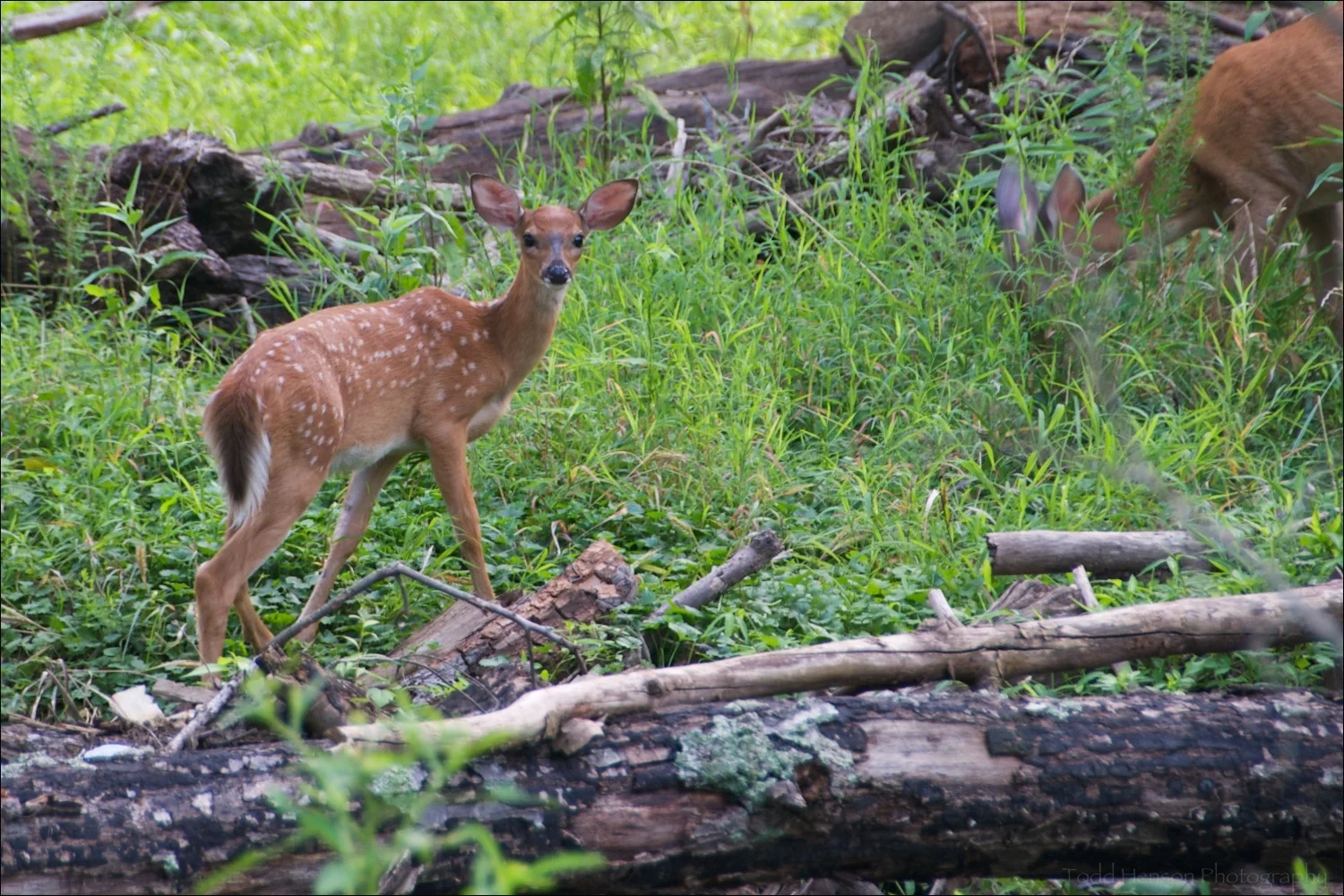 Young spotted fawn with mother to the side