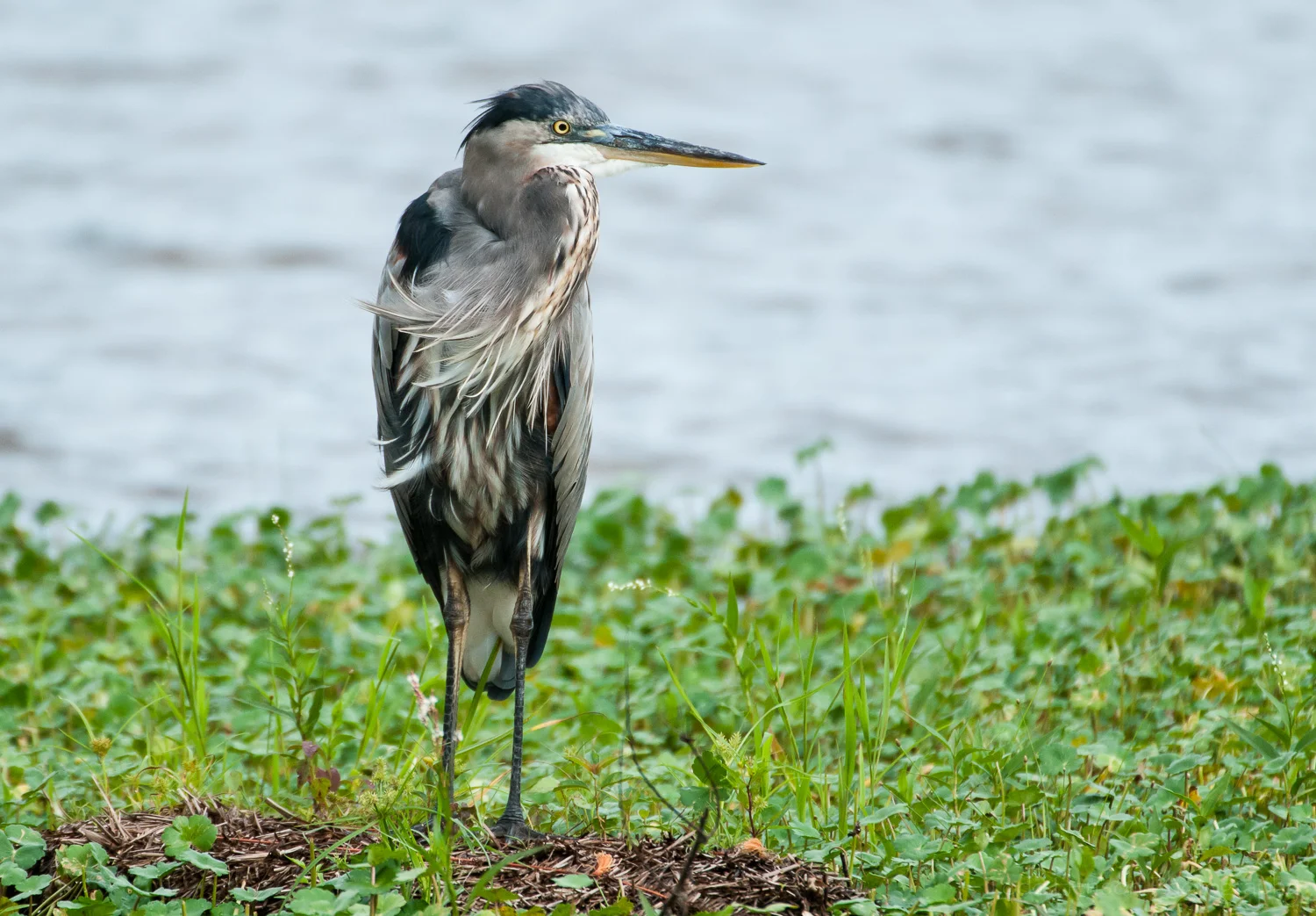 Great Blue Heron on a Windy Day