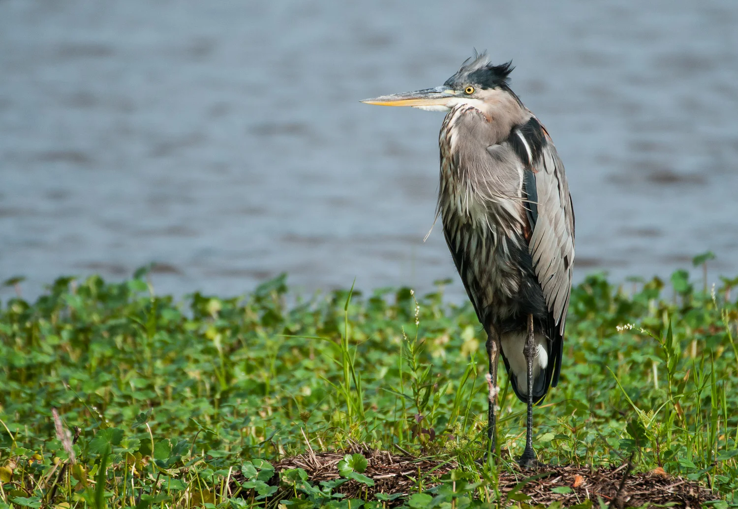 Wind beginning to raise the feathers on the head of a Great Blue Heron
