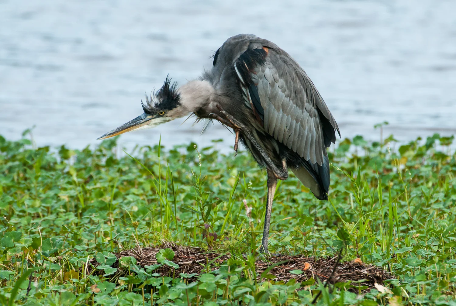Great Blue Heron scratching an itch. Notice the talons on the ends of its toes.