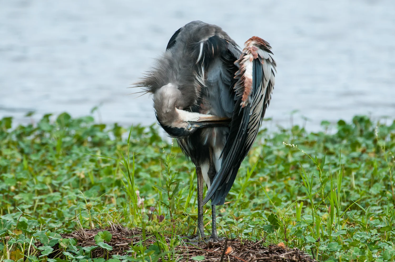 Preening Great Blue Heron