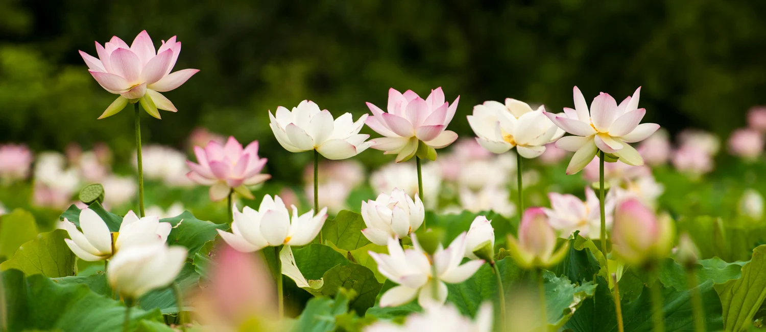 Kenilworth Aquatic Gardens