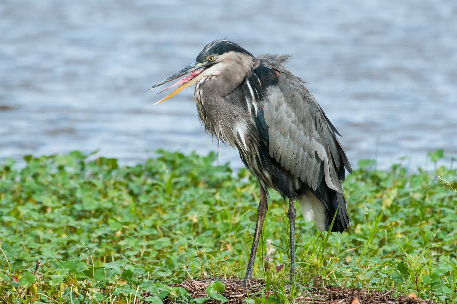 Great Blue Heron opening its beak enough to provide a view of its barbed tongue