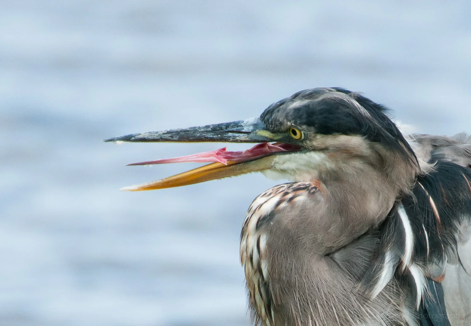 Note the barbed tongue in this zoomed in detail view of a Great Blue Heron