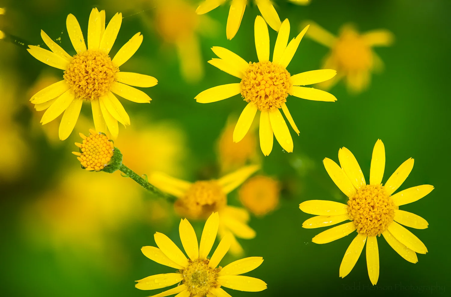 The final image, after focus stacking 9 images in Photoshop. Notice how each foreground flower is in focus.