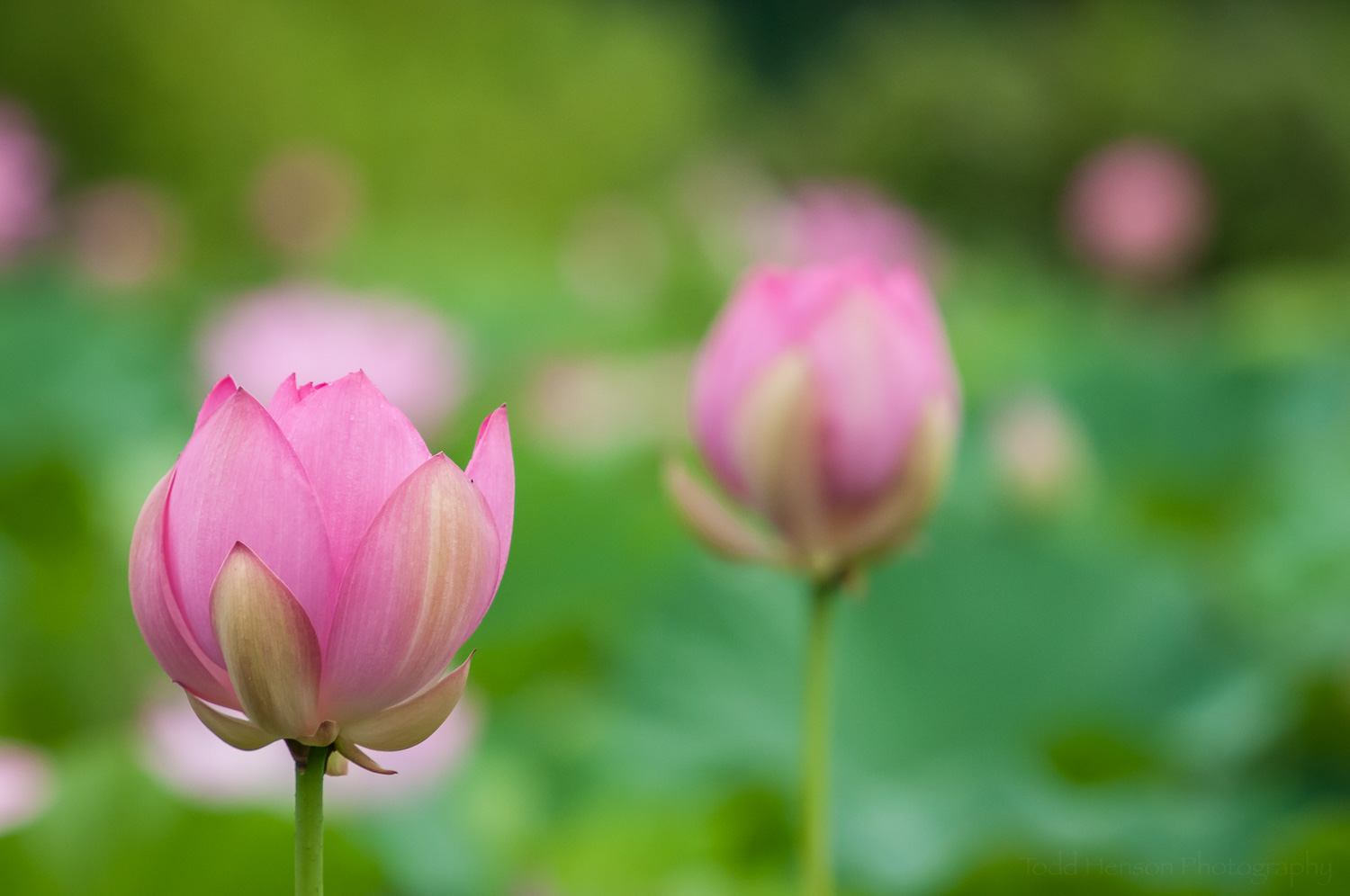Dark pink lotus blossoms just opening