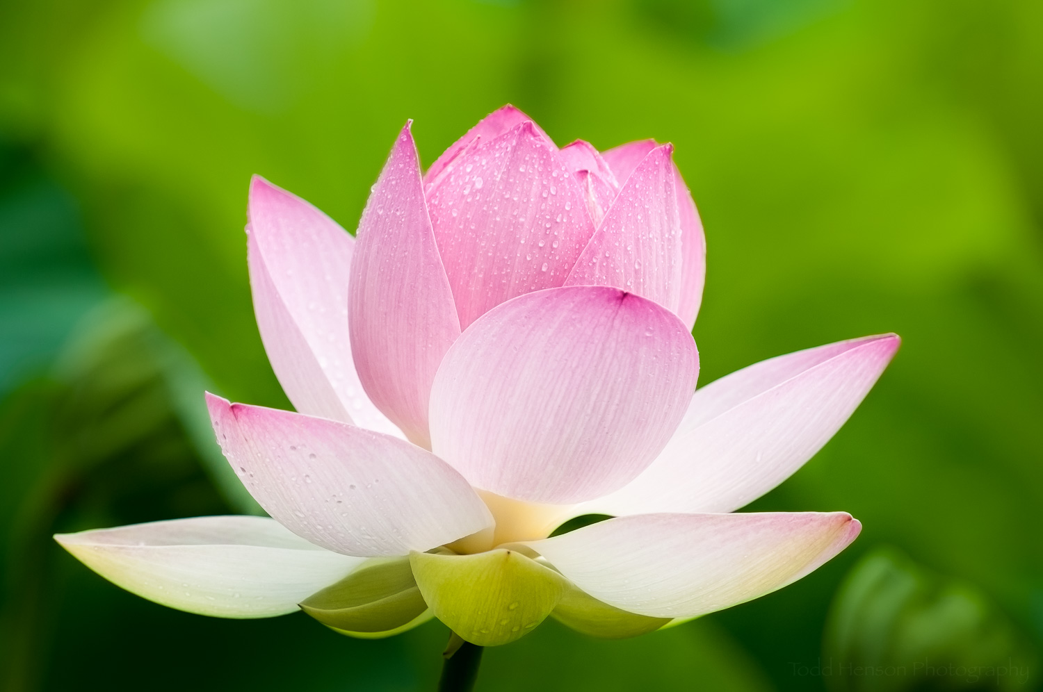Opening lotus blossom covered in rain drops