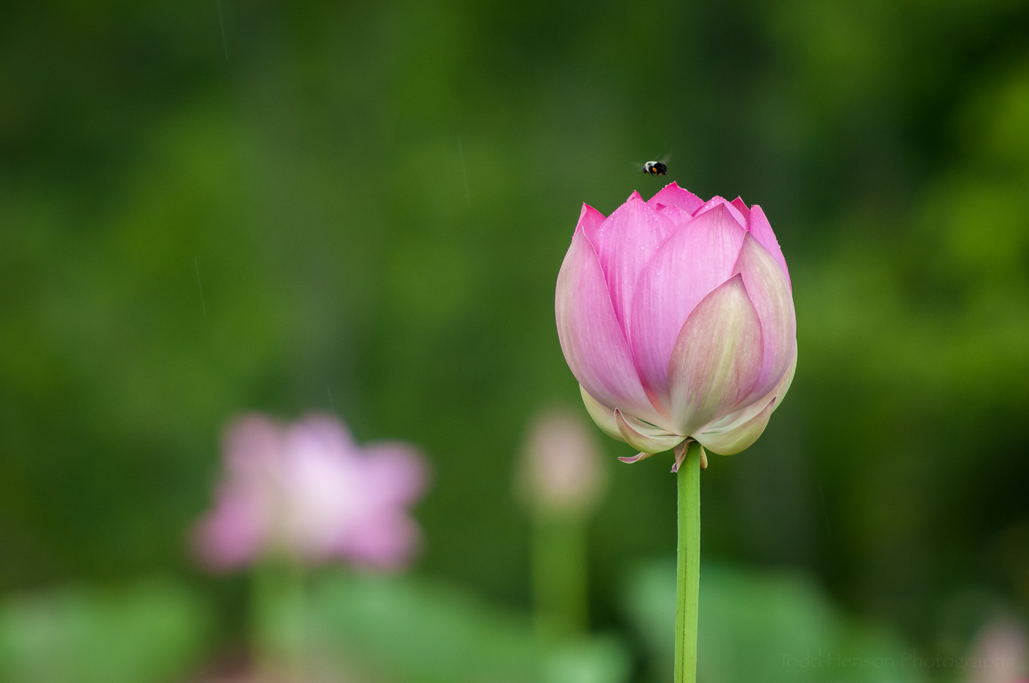 Bumble bee above dark pink lotus blossom. There are several streaks of rain on the left side.