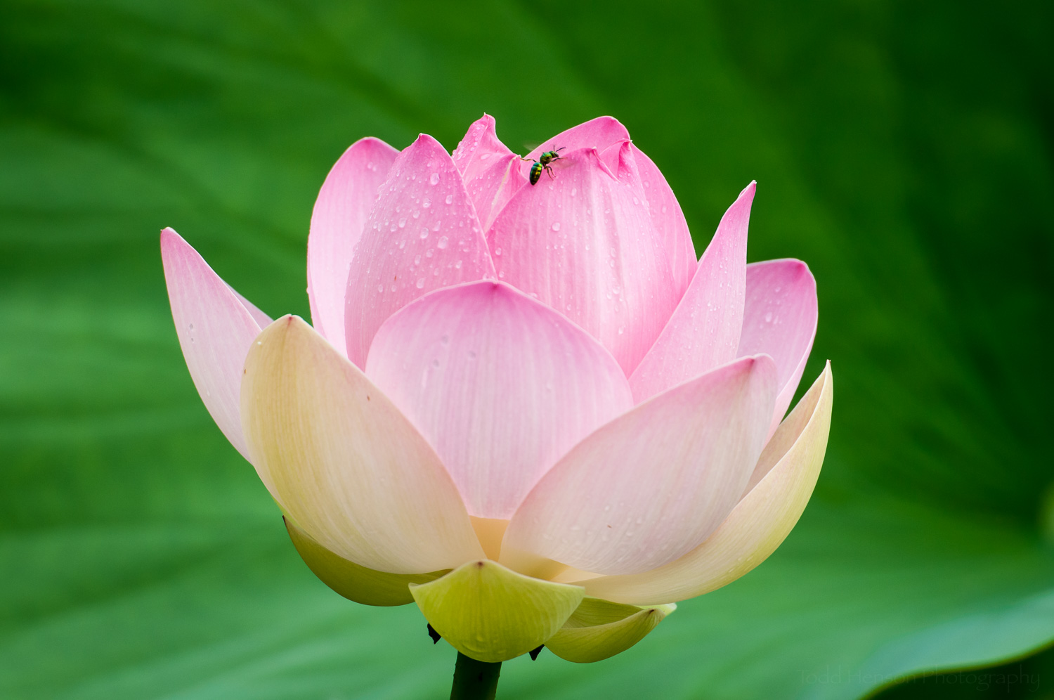Small green insect on lotus blossom
