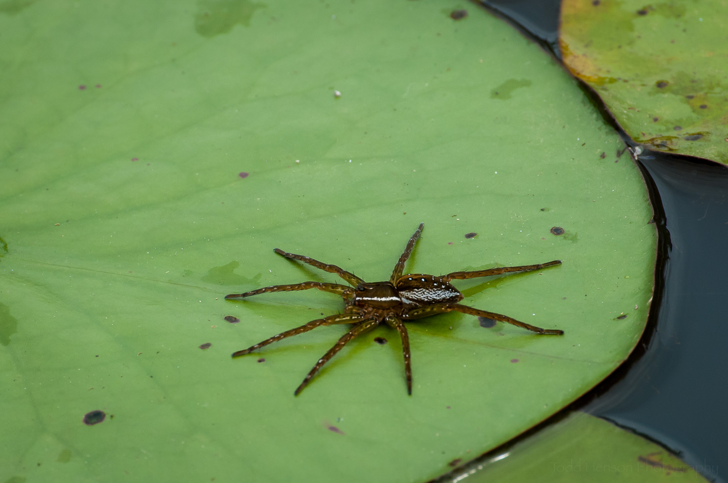 Six-Spotted Fishing Spider (Dolomedes Triton)