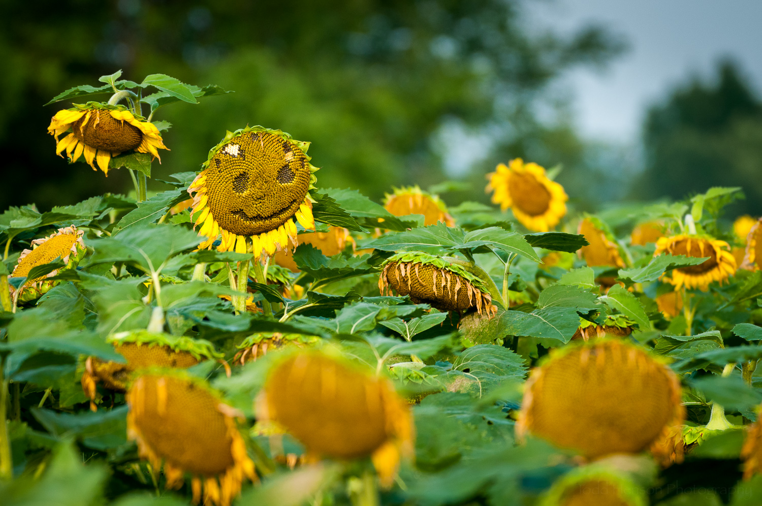 There's always something to smile about, even when surrounded by a field of drooping sunflowers.
