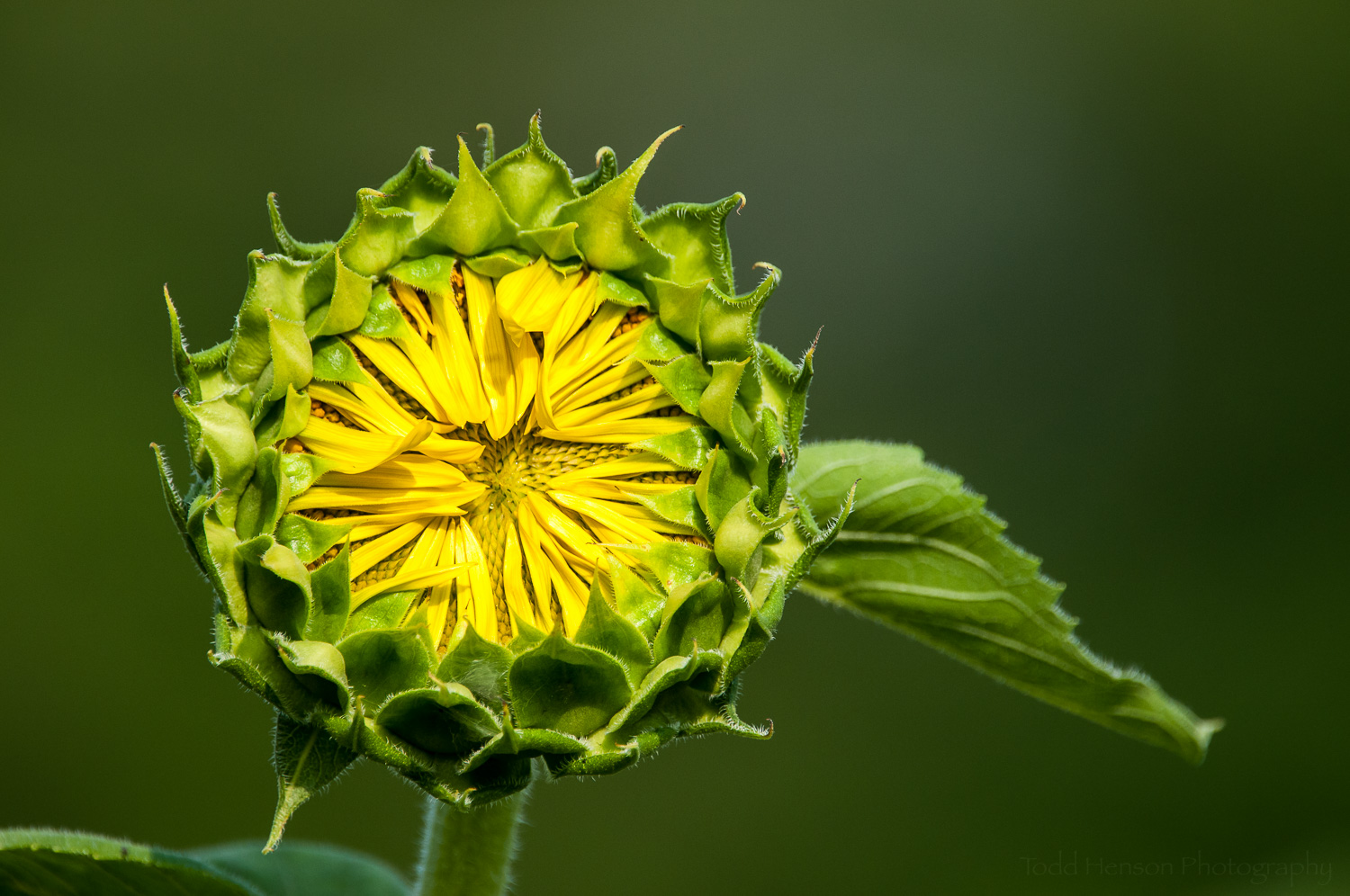Sunflower just beginning to open.