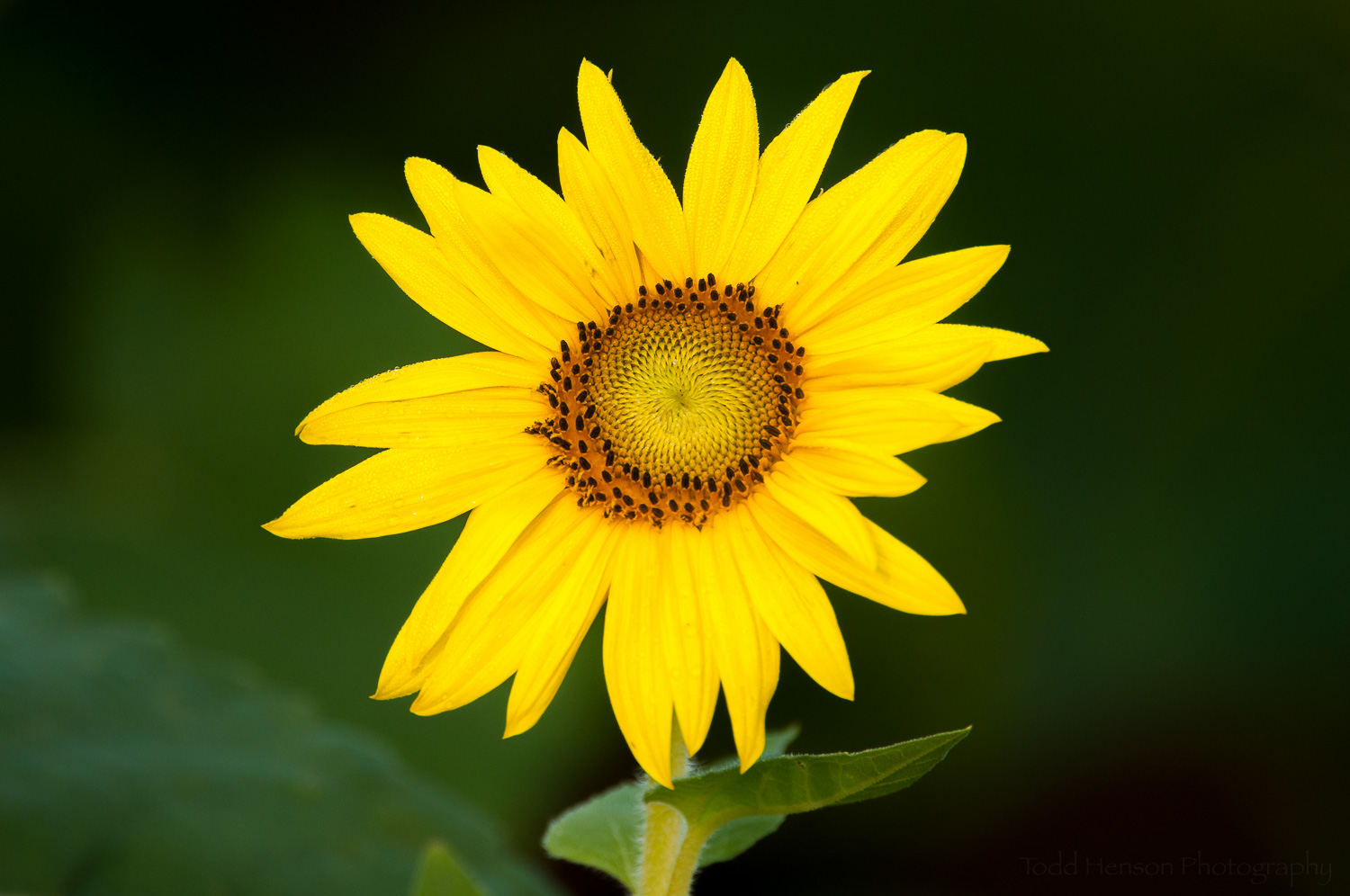 A reasonably young sunflower.