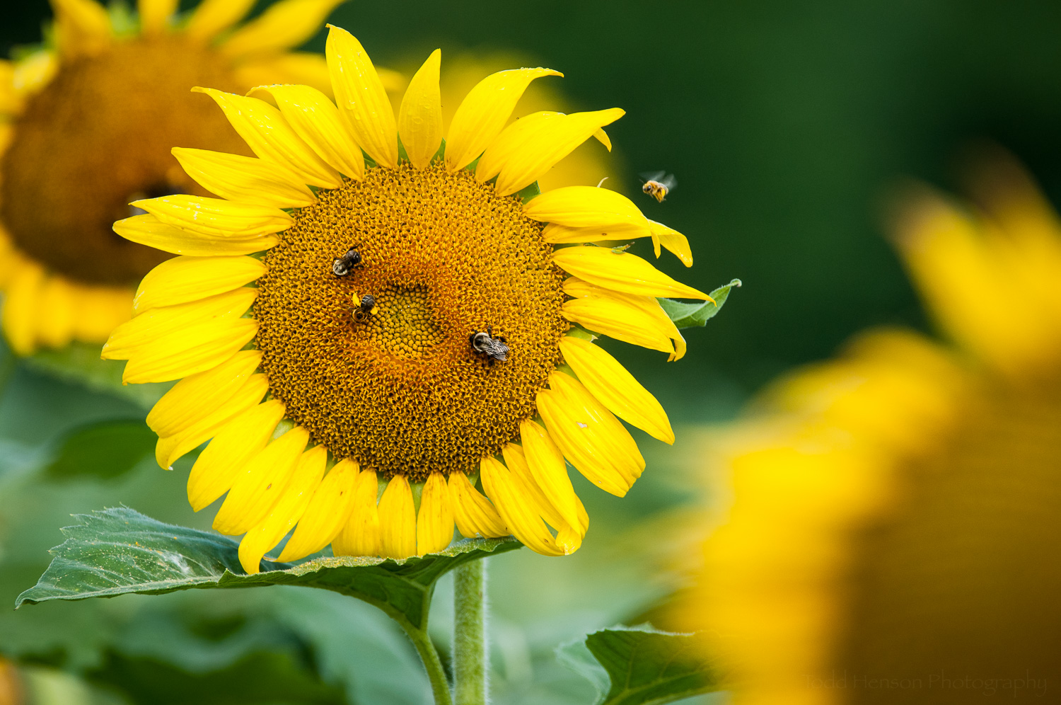 There were a large number of bees and other insects feeding on the sunflowers.