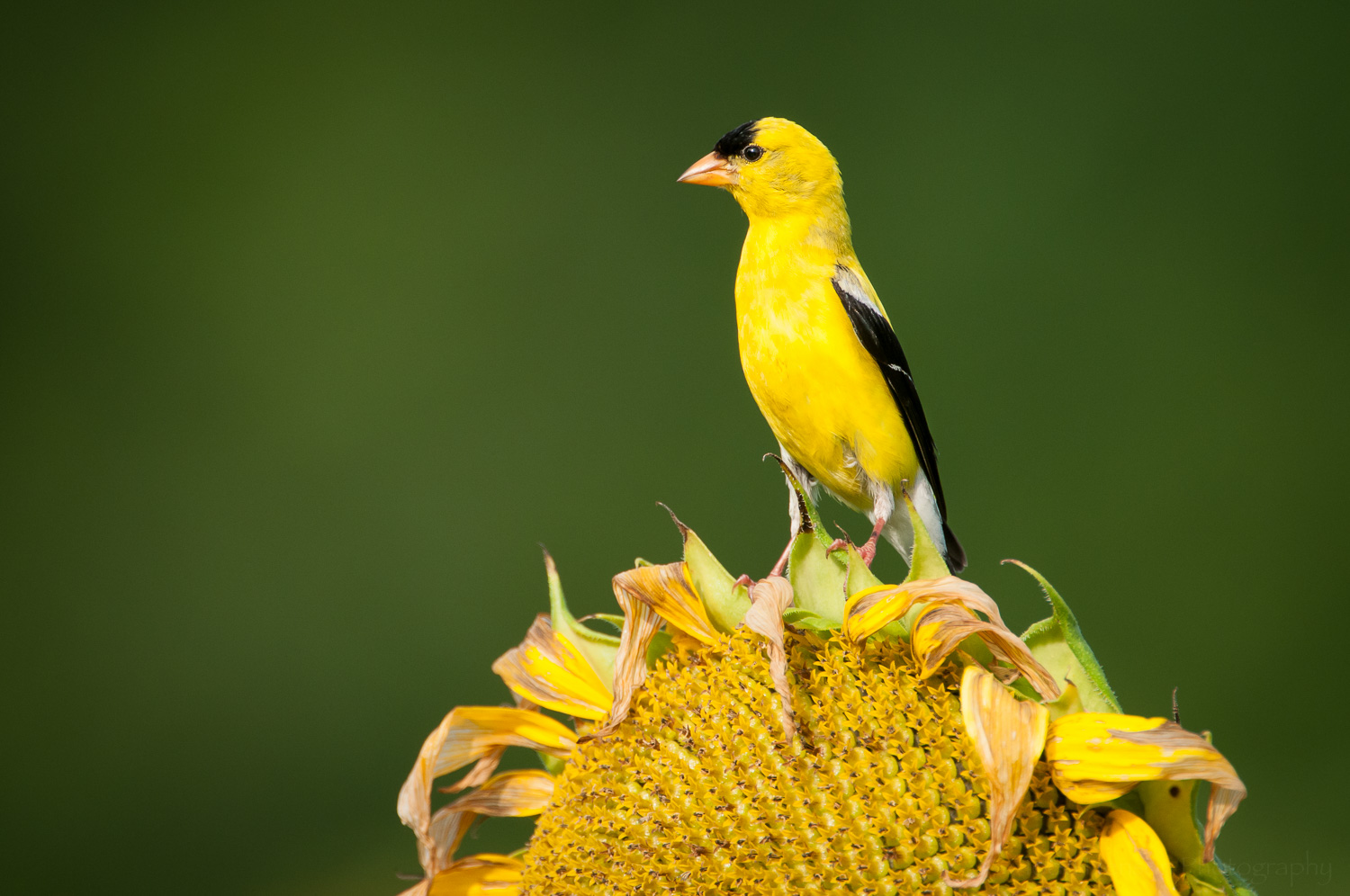 Male Goldfinch looking over the field of sunflowers.
