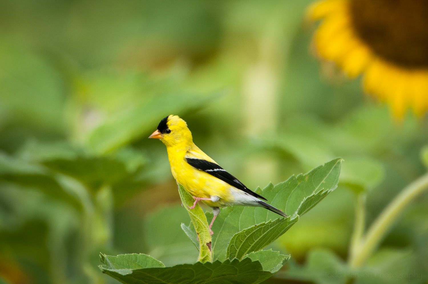 Male Goldfinch . This one was flying around with a female, also photographed.