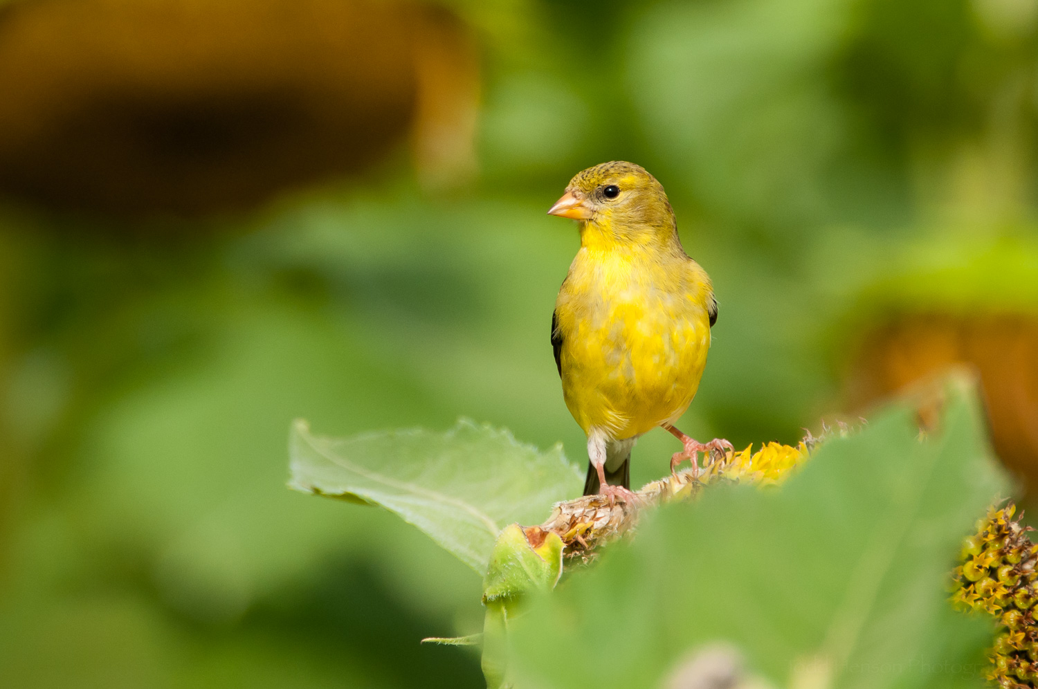 Female Goldfinch . She was flying around with the male.