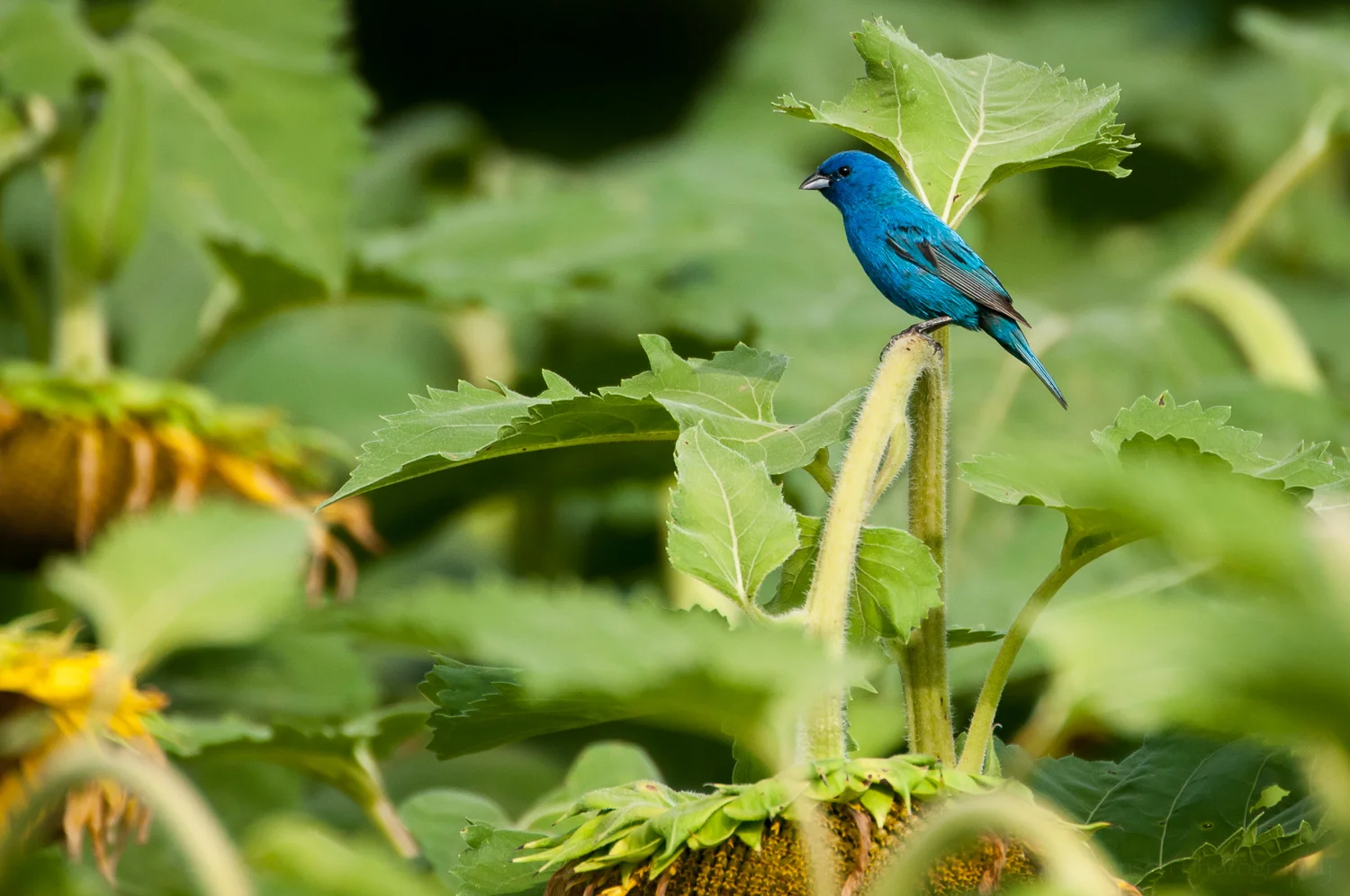 Indigo Bunting. These were very difficult to photograph, this was the only decent shot I made.
