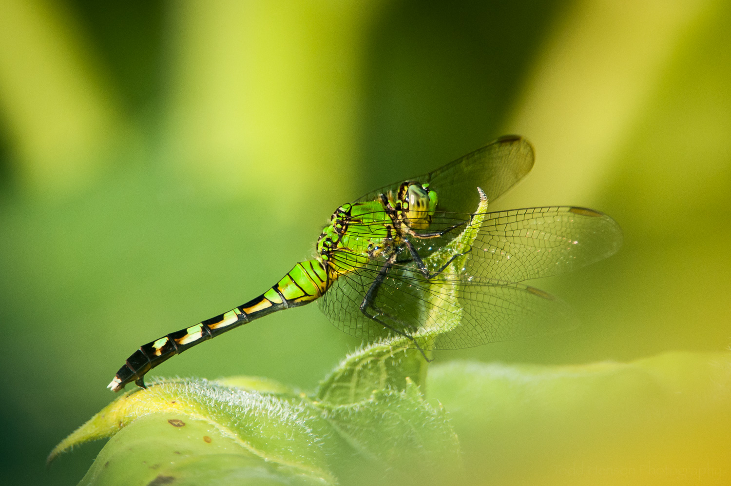 I love the green coloration of this Common Pondhawk dragonfly.