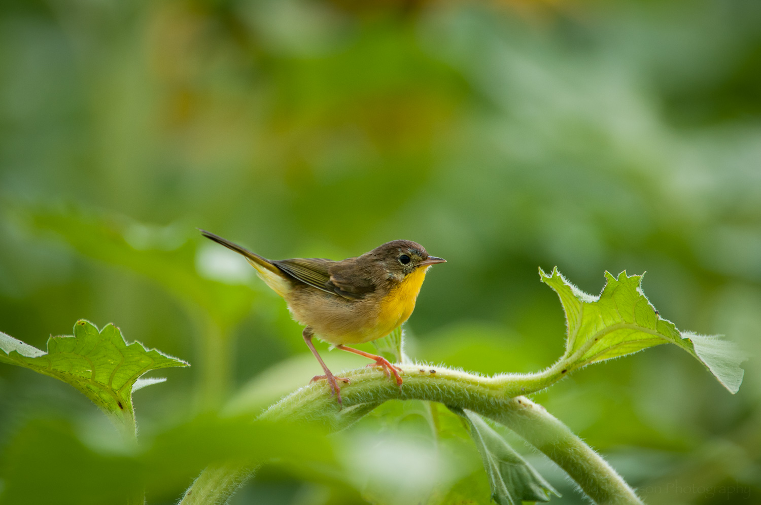 A Common Yellowthroat Warbler