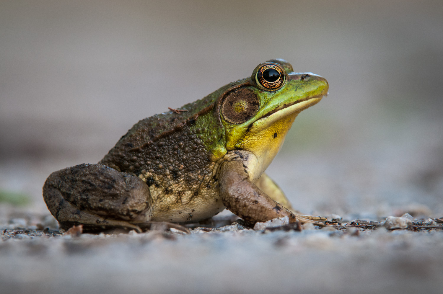 Profile of a Green Frog
