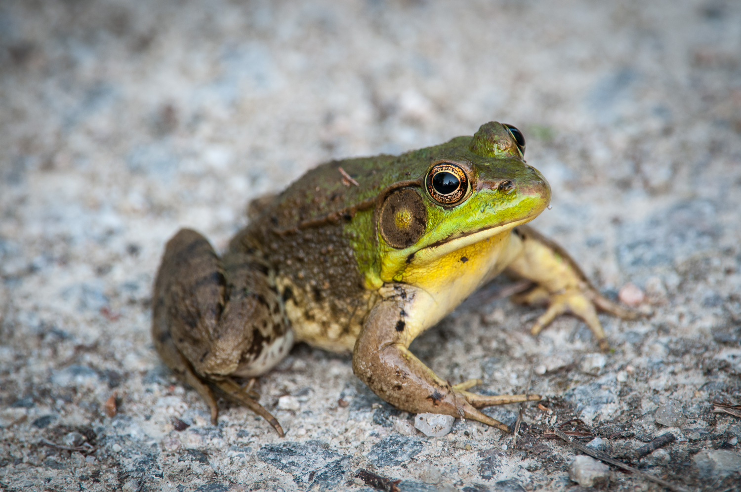 Green Frog. First attempt, assuring I can at least document having seen the species.
