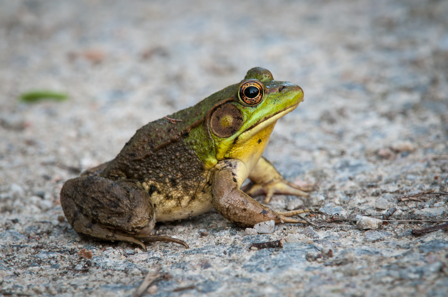 Green Frog. Second Attempt. Getting better.