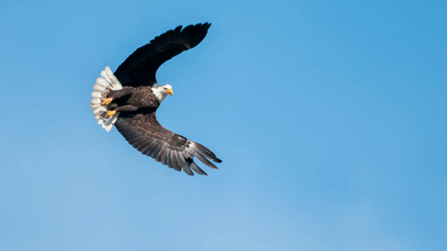 Bald Eagle at an interesting angle as it scans the river below